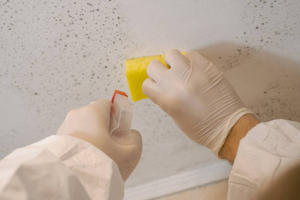 Best Asbestos and Lead Testing During Mold Inspection  in Monsey, NY